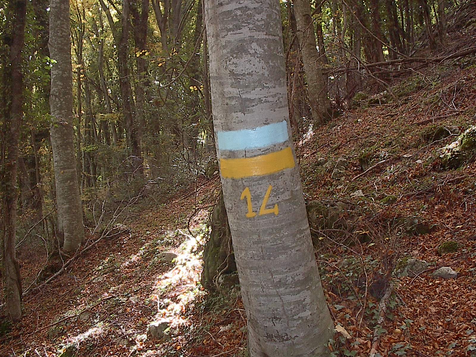  Confinazione Particellare in Bosco